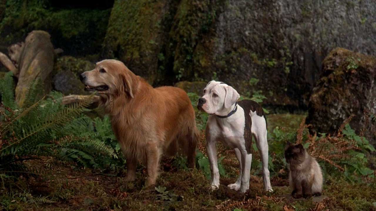 دو سگ و یک گربه در طبیعت فیلم Homeward Bound: The Incredible Journey، محصول شرکت دیزنی