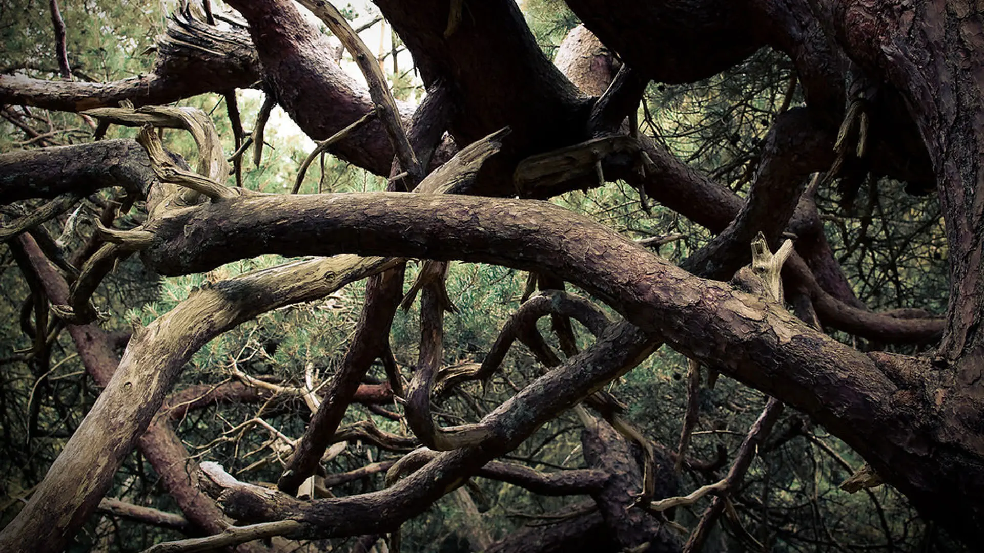 شاخه‌های درهم‌پیچیده‌ی درختان در جنگل ترول‌های تیسویل دانمارک